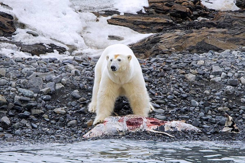 Solitary polar bear (Ursus maritimus) eating from beached dolphin carcass along the Svalbard coast in summer, Spitsbergen, Norway, Europe