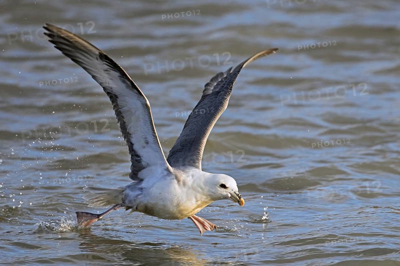 Northern fulmar, Arctic fulmar (Fulmarus glacialis) taking off by running over sea water along the Svalbard, Spitsbergen coast in summer