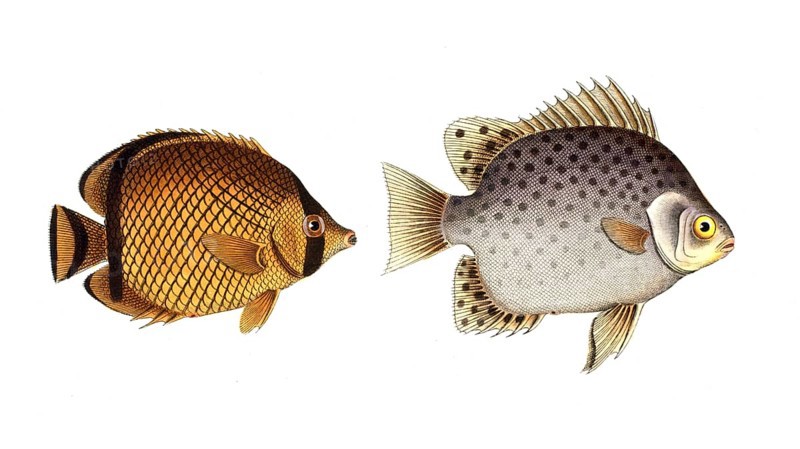 Fish, fishes, left: Genus butterflyfish, Chaetodon vagabundus, the hawkfish. right: Genus butterflyfish, Chaetodon argus, the Indian argus, Historic, digitally restored reproduction from a 19th century original, Record date not stated