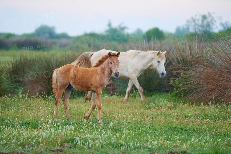 White Camargue horse with foal, running in the meadow, summer, Camargue, France, Europe