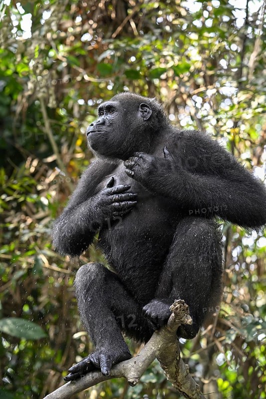 Western lowland gorilla (Gorilla gorilla gorilla) drumming on its chest, male animal, Réserve Lésio-Louna nature reserve, near Moembe, Plateau department, Republic of Congo