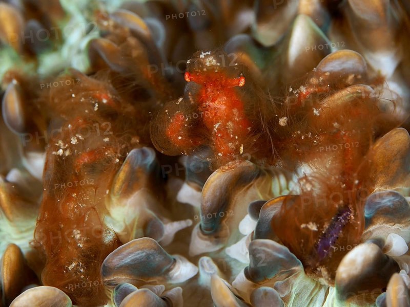 An orange creature, orang-utan crab (Achaeus japonicus), on a coral, dive site Gondol East, Penyapangan, Bali, Indonesia, Asia