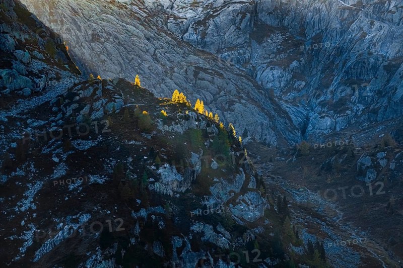 Gleefully coloured larches against the light on a rugged cliff, Canton Valais, Switzerland, Europe