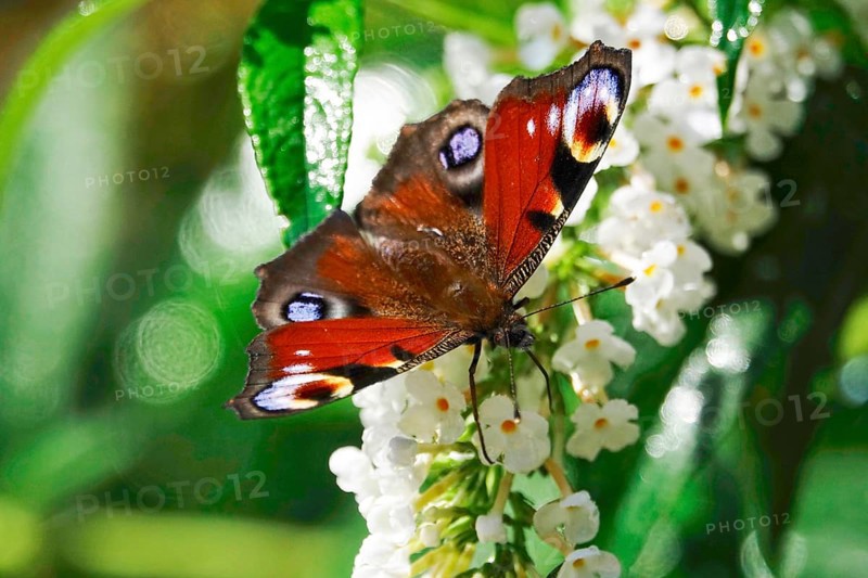 Peacock butterfly (Inachis io), September, Mecklenburg-Western Pomerania, Germany, Europe