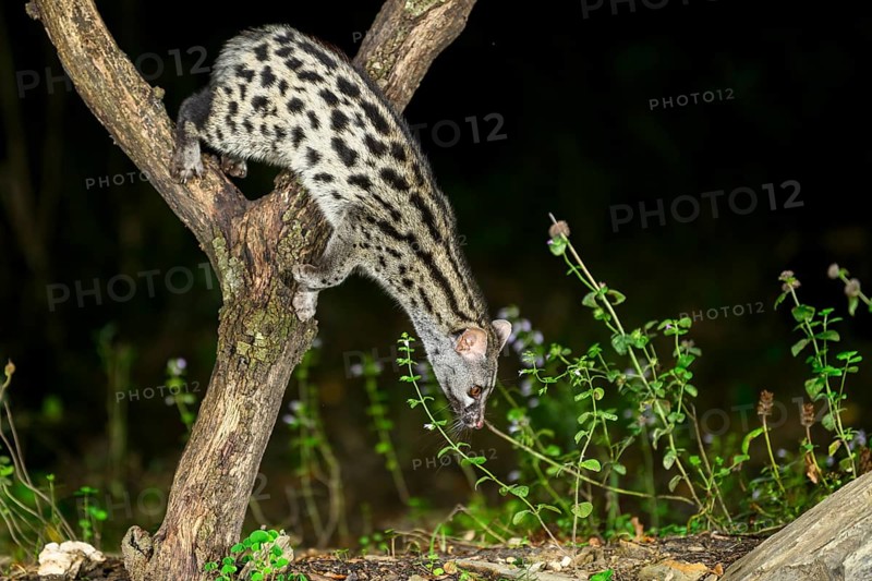 Common genet (Genetta genetta), climbing on a tree wildlife in a forest, Montseny National Park, Catalonia, Spain, Europe