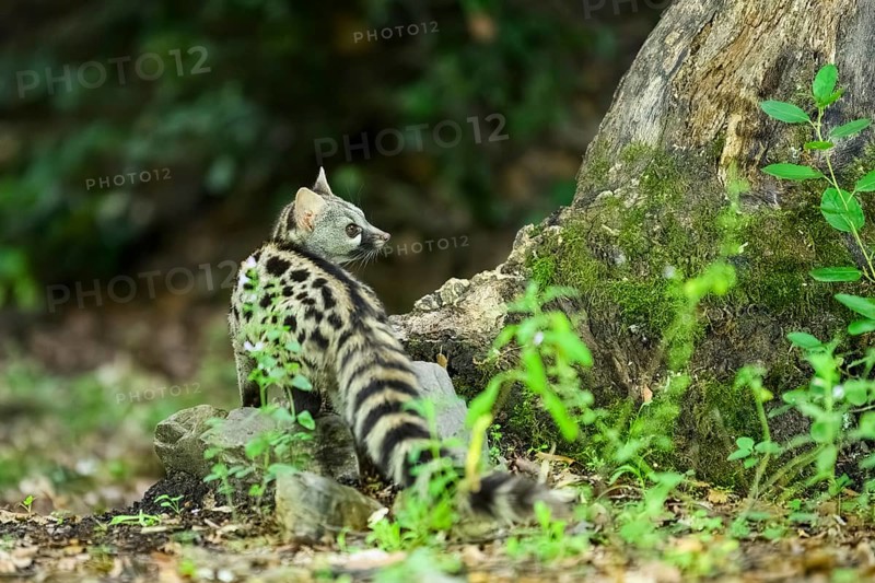 Common genet (Genetta genetta), wildlife in a forest, Montseny National Park, Catalonia, Spain, Europe