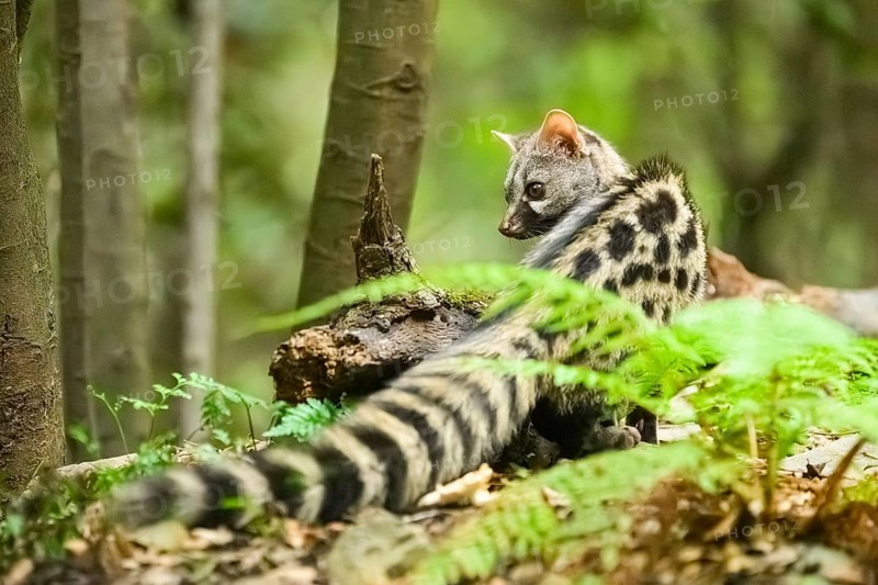 Common genet (Genetta genetta), wildlife in a forest, Montseny National Park, Catalonia, Spain, Europe