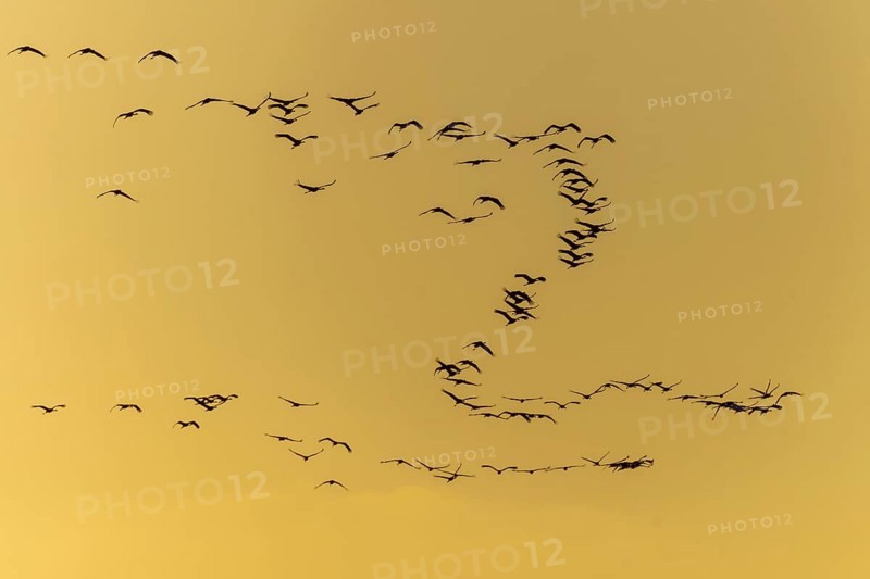 Silhouettes of cranes flying at yellow sunset, Crane (Grus grus) wildlife, Western Pomerania Lagoon National Park, Zingst, Mecklenburg-Western Pomerania, Germany, Europe