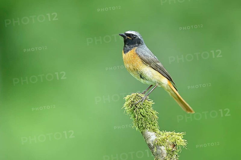 Redstart (Phoenicurus phoenicurus), Bird of the Year 2025, male on mossy branch, songbird, wildlife, Siegerland, North Rhine-Westphalia, Germany, Europe