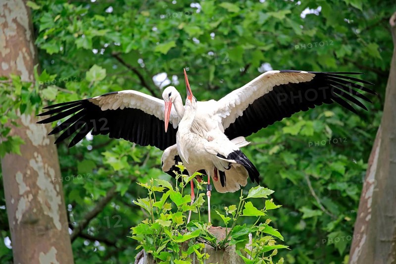 White stork (Ciconia ciconia), adult female, male, pair, at breeding site, mating, copula, Heidelberg, Germany, Europe