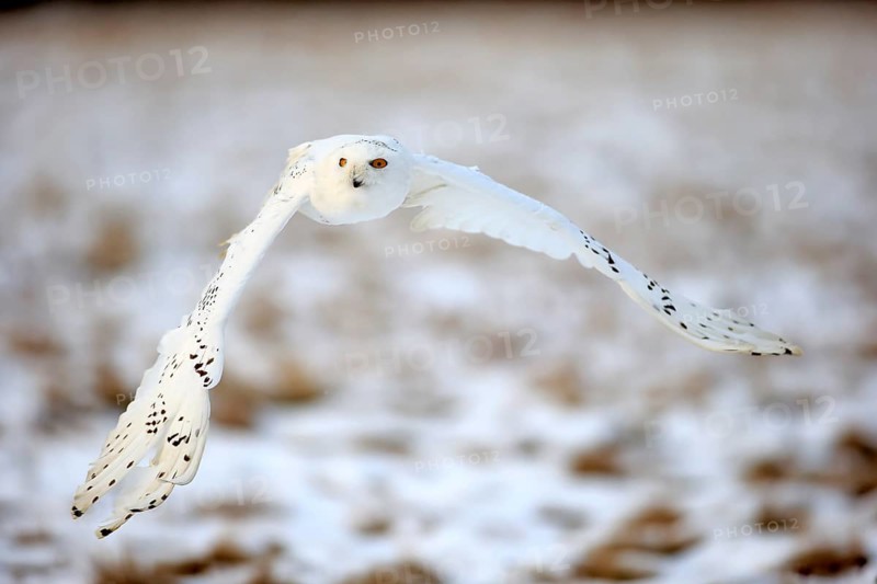 Snowy Owl, Snowy Owl (Nyctea scandiaca), adult flying in winter, snow, Zdarske Vrchy, Bohemian-Moravian Highlands, Czech Republic, Europe