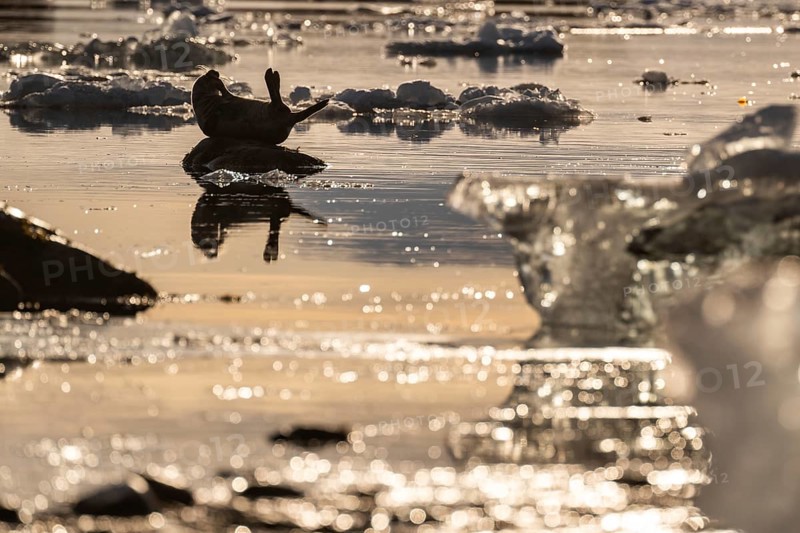 Seal on a rock in the water, ice, Midtholmen Island, near Ny-Ålesund, Kongsfjord, Spitsbergen, Svalbard and Jan Mayen archipelago, Norway, Europe