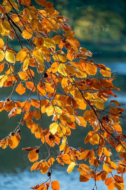 Branches with colourful beech leaves in autumn, Germany, Europe