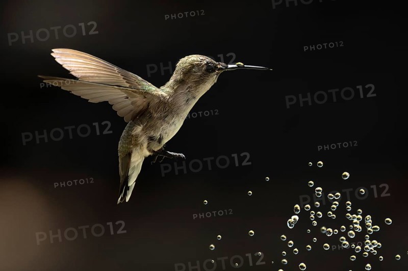 Anna's hummingbird (calypte anna) enjoying the water fountain drops