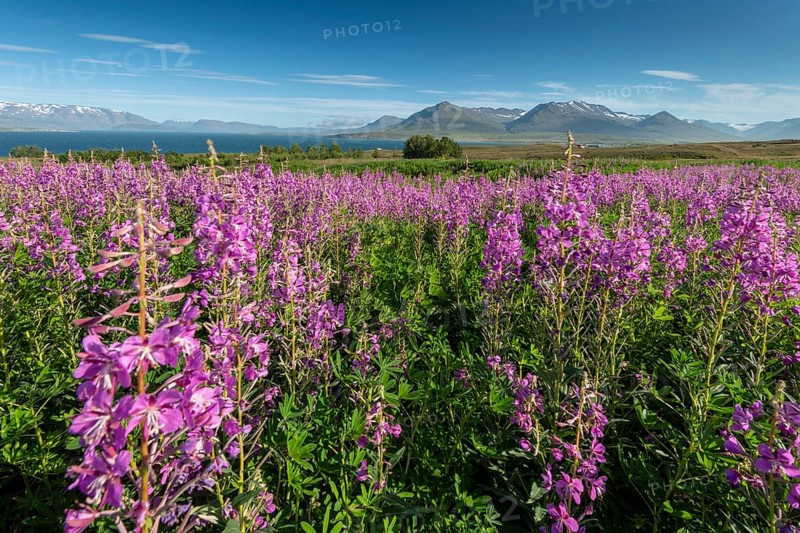 Lupins (Lupinus), Eyjafjörður or Eyjarfjörður or Eyjafjördur, Iceland, Europe