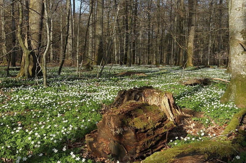 Wood anemone (Anemone nemorosa) Carpet of flowers in deciduous forest, Allgäu, Bavaria, Germany, Allgäu/Bavaria, Germany, Europe