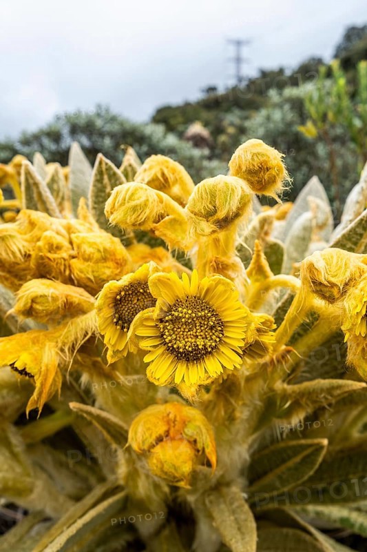 Espeletia Pycnophylla, blossom, Paramo de Gabriel Lopez, Totoro, Cauca, Colombia, South America