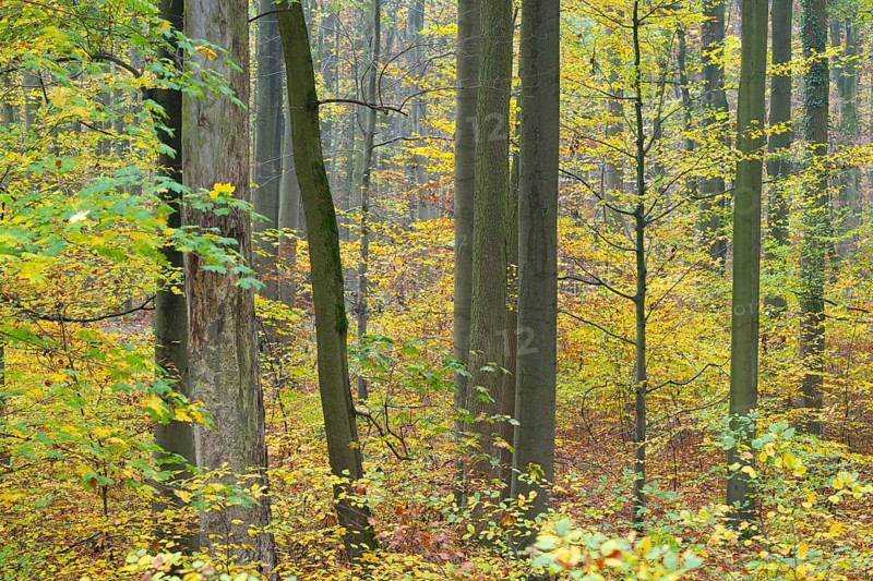 Near-natural deciduous forest in autumn with colourful leaves, copper beech (Fagus sylvatica), Hainich National Park, Thuringia, Germany, Europe