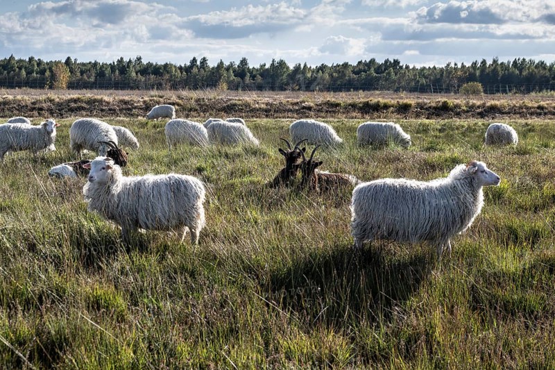 White horned Heidschnucken (Ovis gmelini) and Walliser goats (Capra aegagrus hircus) in the moor, Emsland, Lower Saxony, Germany, Europe