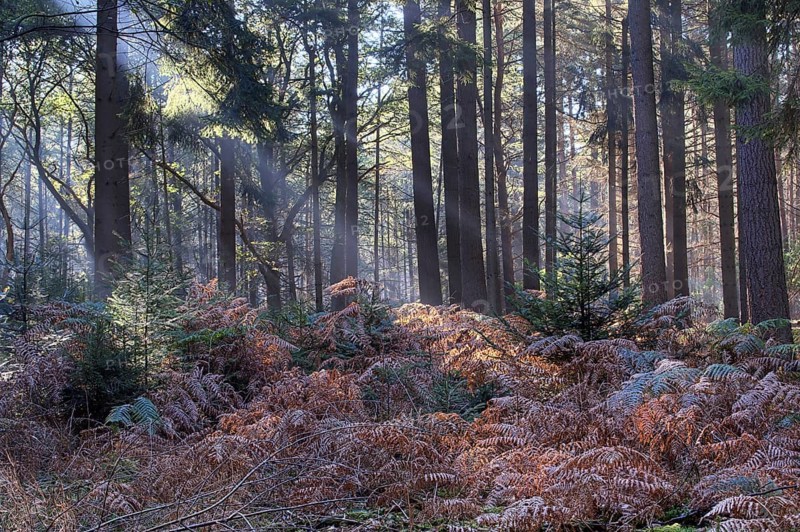 Bracken fern (Pteridium aquilinum) in a light-flooded spruce forest (Picea abies), Emsland, Lower Saxony, Germany, Europe