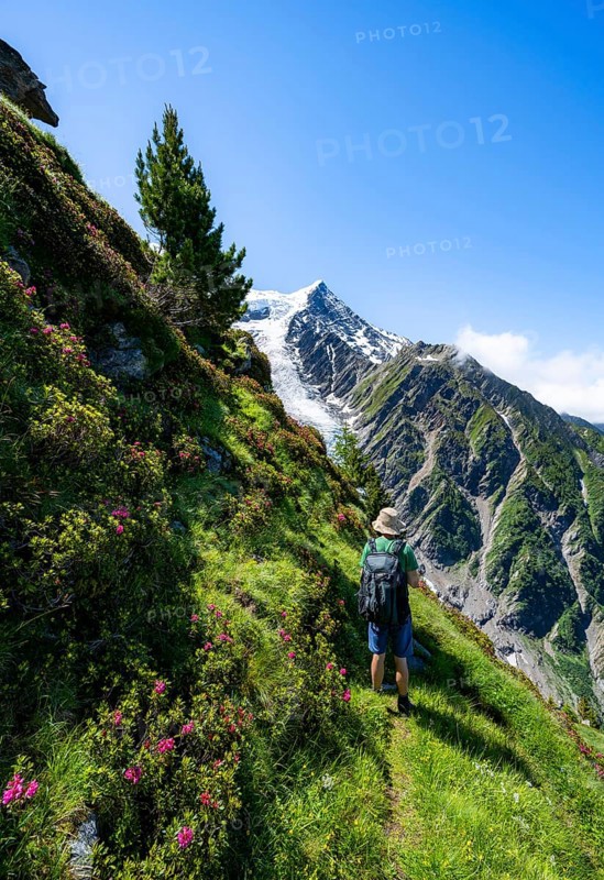 Mountaineer between alpine roses on a hiking trail, impressive mountain landscape with glacier, view of glacier Glacier de Taconnaz, hike La Jonction, Chamonix, Haute-Savoie, France, Europe