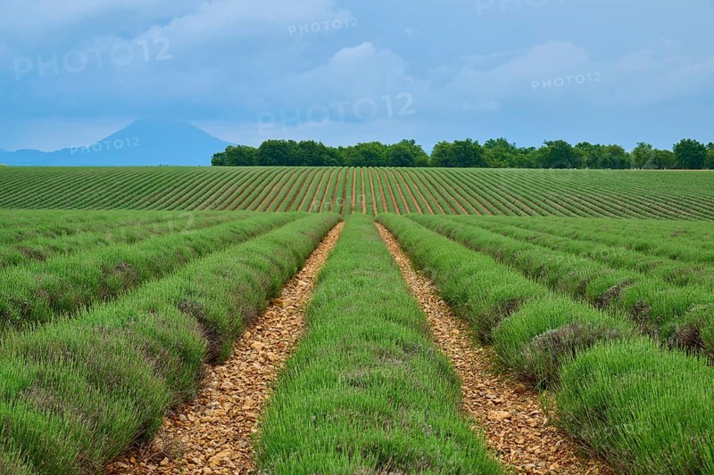 Extensive lavender field (Lavandula), row of trees and mountains in the background, overcast sky, summer, Valensole, Alpes-de-Haute-Provence, Provence-Alpes-Cote d'Azur, France, Europe