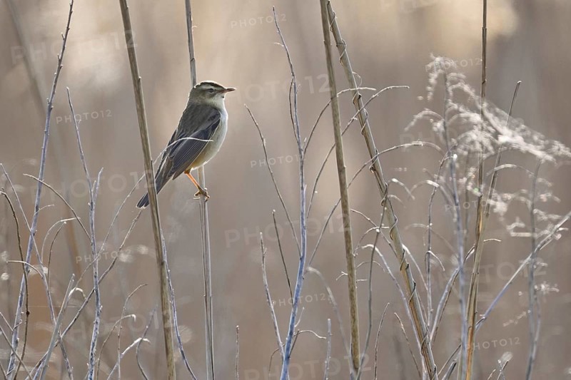 Reed warbler (Acrocephalus schoenobaenus), male on reeds, Lake Neusiedl National Park, Seewinkel, Burgenland, Austria, Europe