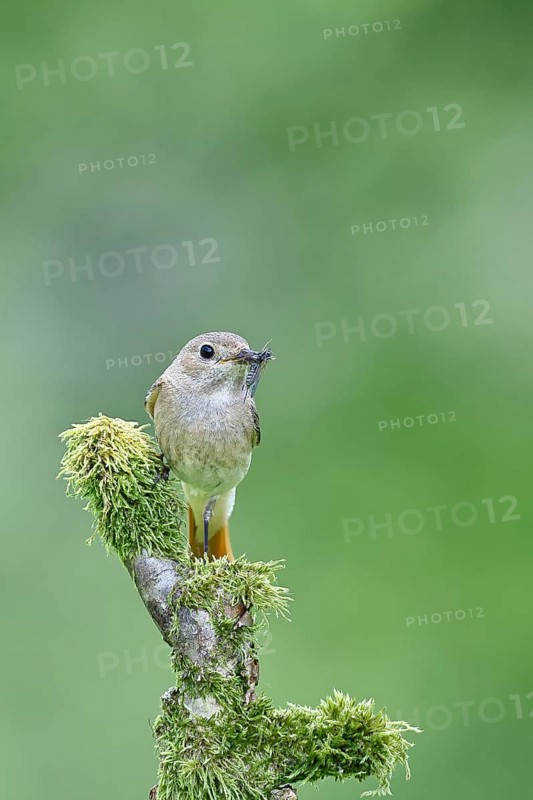 Common redstart (Phoenicurus phoenicurus), female with insect in beak on moss-covered branch, songbird, wildlife, Wilnsdorf, North Rhine-Westphalia, Germany, Europe