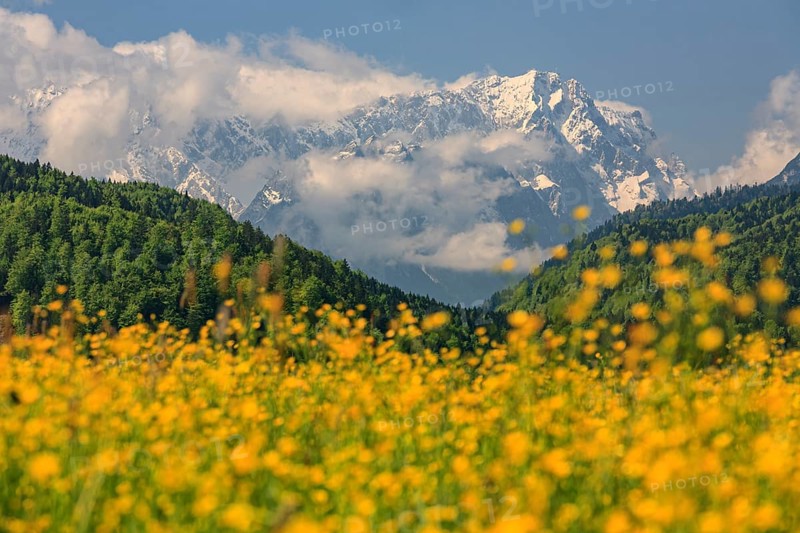 Flower meadow in front of snowy mountains, sunny, spring, buttercup, near Murnau, view of Zugspitze, Wetterstein mountains, Alpine foothills, Bavaria, Germany, Europe