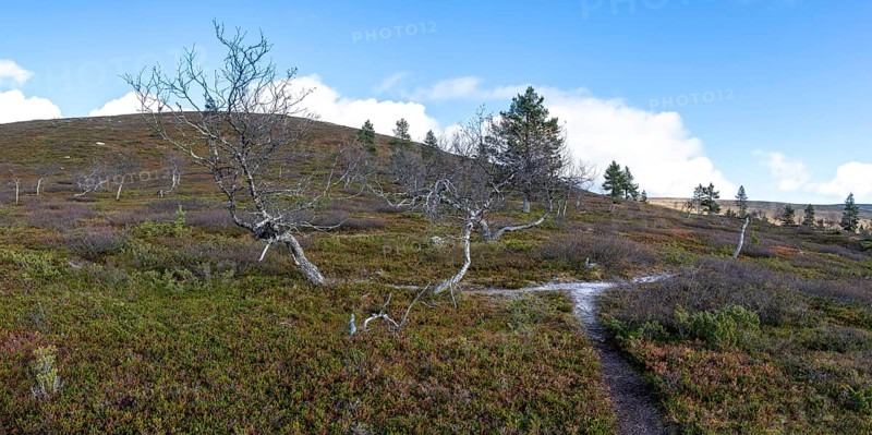 Autumn landscape, Pallas-Yllästunturi National Park, Lapland, Finland, Europe