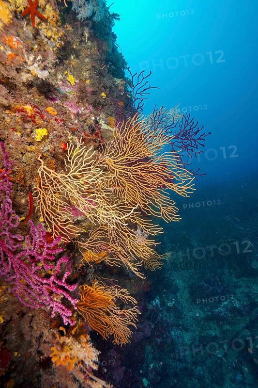 Colourful gorgonians in yellow, Yellow Gorgonian (Eunicella cavolinii) and red, Violescent sea-whip (Paramuricea clavata), on a rock face in the Mediterranean near Hyères. Dive site L'anse aux blés, Giens peninsula, Provence Alpes Côte d'Azur, France, Europe
