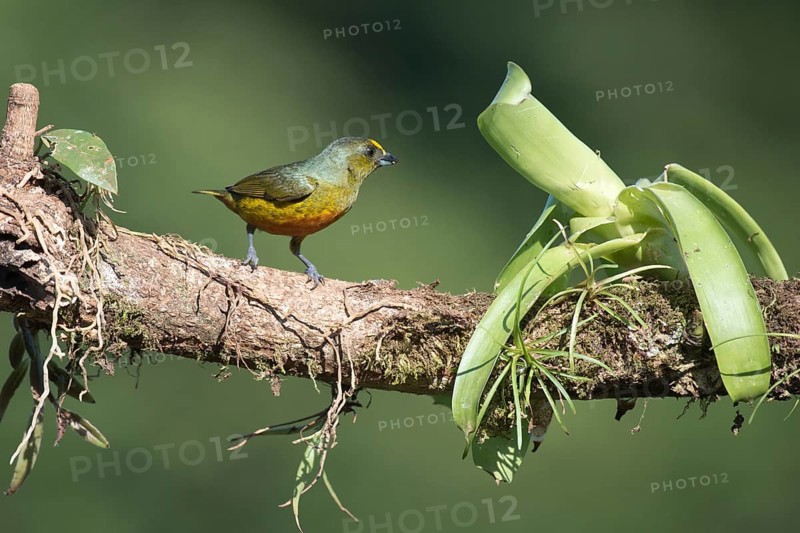 Olive Ridge Organist (Euphonia gouldi), Costa Rica, Central America
