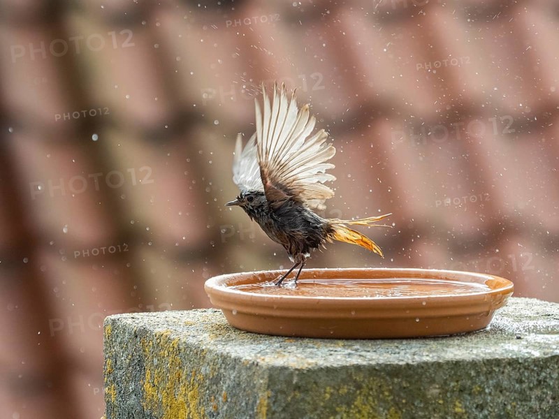 Black Redstart (Phoenicurus ochruros) adult female, flapping its wings, bathing in a bird bath, situated on a balcony, Hesse, Germany, Europe