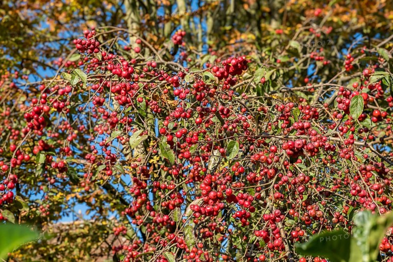Ornamental apple (Malus spec.), Münsterland, North Rhine-Westphalia, Germany, Europe