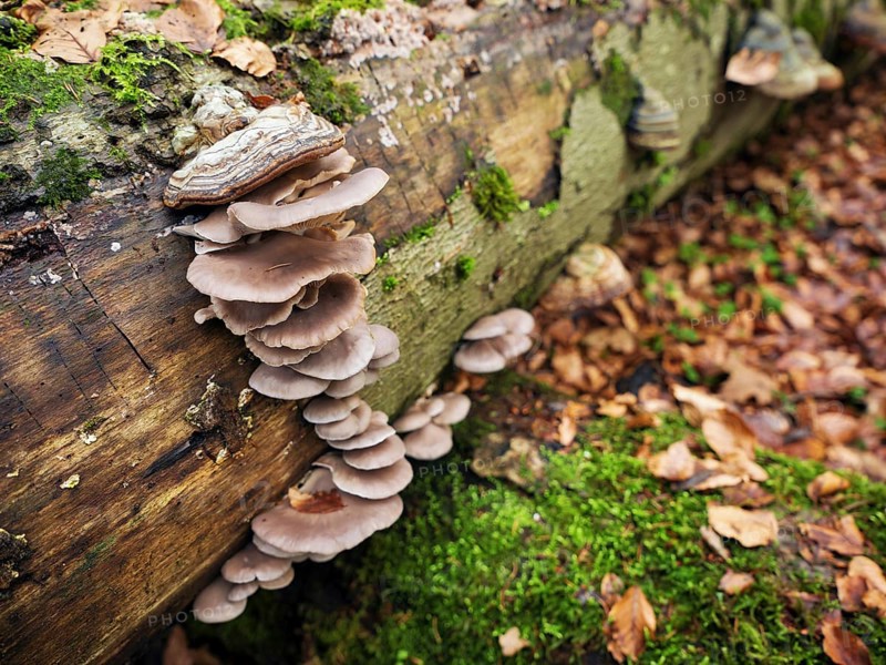 Oyster mushroom (Pleurotus ostreatus), Switzerland, Europe