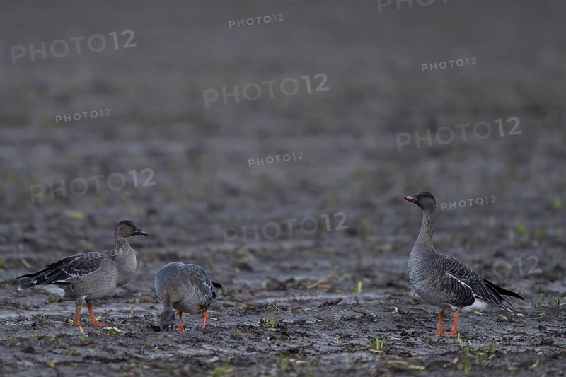 Bean goose, Bean goose (Anser fabalis), Texel, Netherlands