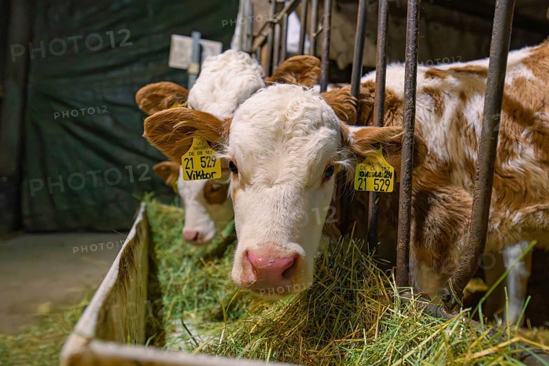 Young calves in metal grid feeding station with hay, Haselstaller Hof, Gechingen, Calw district, Hecken and Gäu region, Germany, Europe