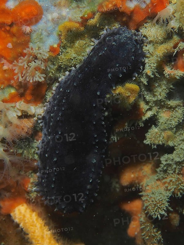 Dark-coloured sea cucumber, Cape Town sea cucumber (Hemiocnus insolens), endemic, in natural underwater environment, False Bay dive site, Cape of Good Hope, Cape Town, South Africa, Africa