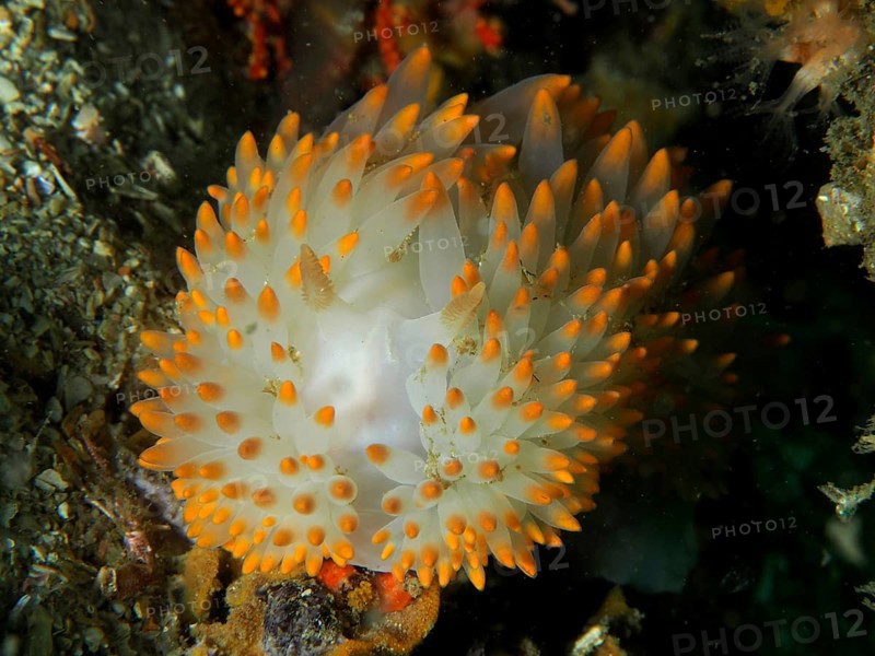 White nudibranch with bright orange dots, gas flame nudibranch (Bonisa nakaza), False Bay dive site, Cape of Good Hope, Cape Town, South Africa, Africa