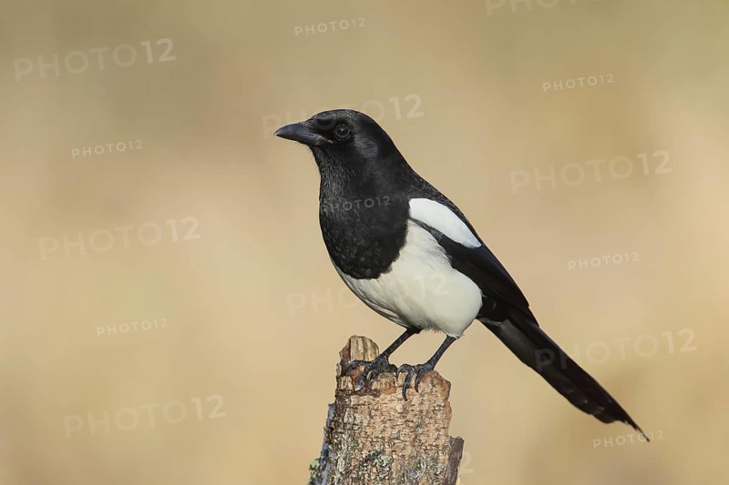 Magpie, (Pica pica) sitting on a birch trunk, with contrasting black and white feathers, wildlife, corvid, nature photography, autumn, Siegerland, North Rhine-Westphalia, Germany, Europe