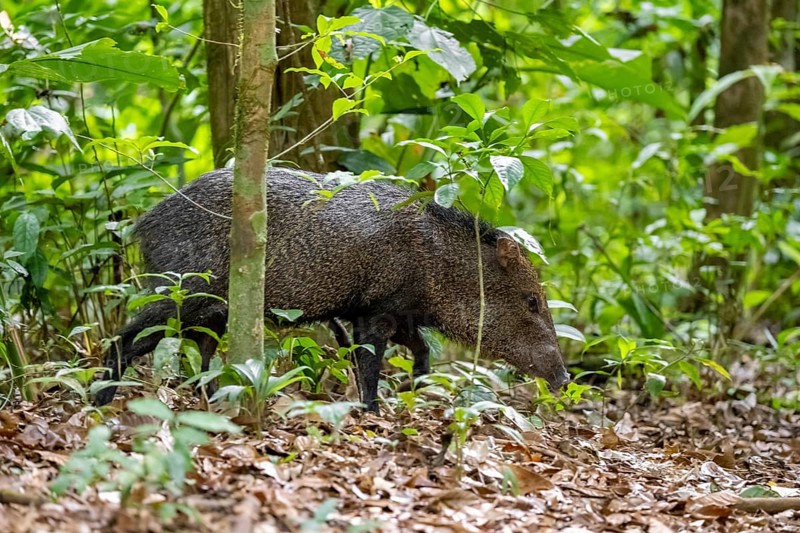 Collared peccary (Pecari tajacu) foraging in the rainforest, Corcovado National Park, Osa, Puntarena Province, Costa Rica, Central America