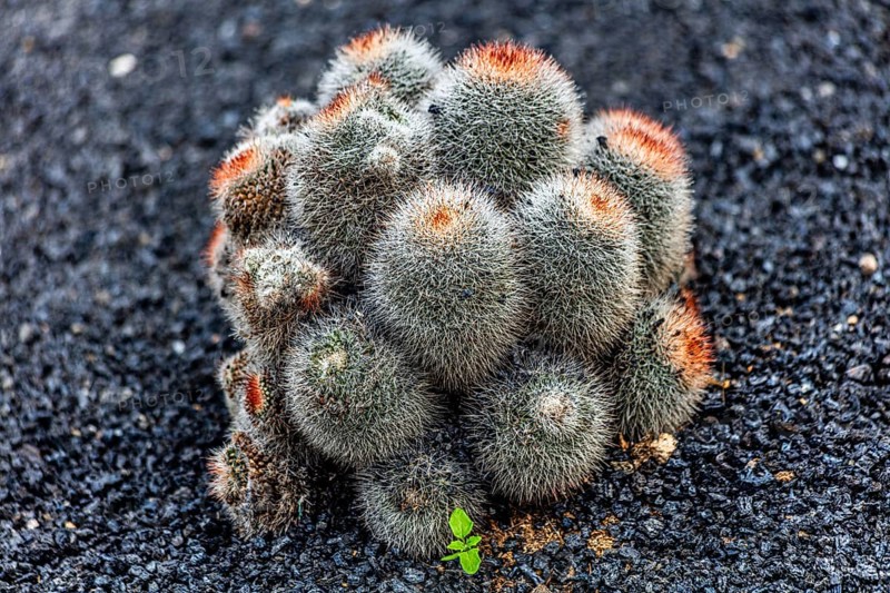 2016, Guatiza, Lanzarote, Jardin de Cactus by Cesar Manrique, ESP, Spain, Canary Islands, Canary Islands, Atlantic Ocean, Lanzarote, biosphere reserve, volcano, volcanism, volcanic island, island, recording date, Europe