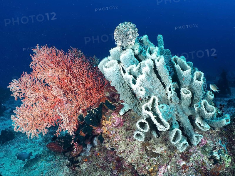 A vibrant coral reef with a mixture of orange-coloured soft corals and bluish spiny tube sponge (Callyspongia (Cladochalina) aerizusa), dive site Prapat, Penyapangan, Bali, Indonesia, Asia