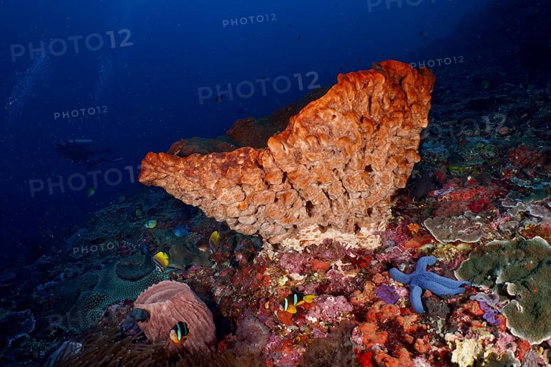 Luminous Barrel sponge, barrel sponge (Xestospongia testudinaria) with blue starfish and fish, dive site Toyapakeh, Nusa Ceningan, Nusa Penida, Bali, Indonesia, Asia
