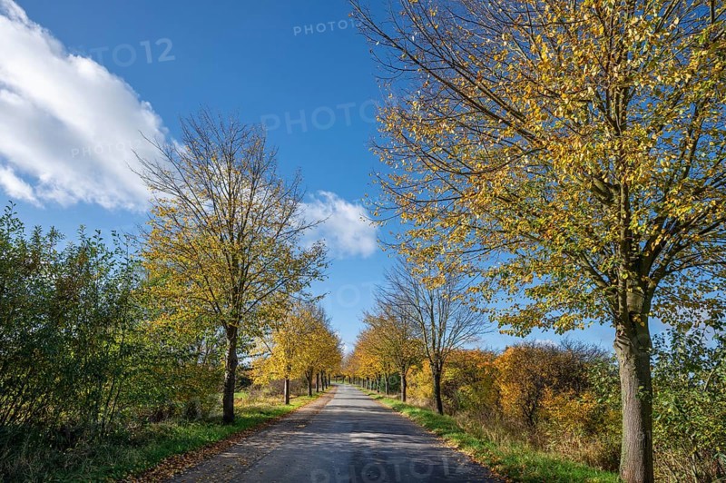 Autumnal lime tree avenue (Tilia platyphyllos) on a village street, Brützkow near Rehna, Mecklenburg-Western Pomerania, Germany, Europe