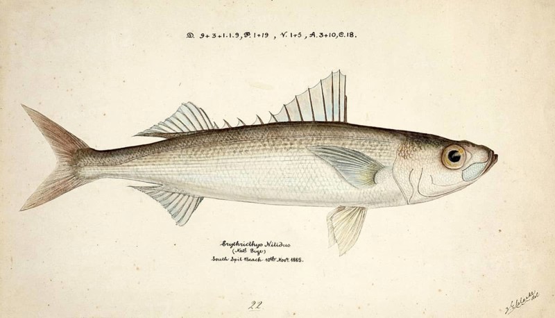 Emmelichthys nitidus, Cape Bonnetmouth, Bonnetmouth, Redbait, Pearl Fish, Picarel, Red Baitfish, Red Herring or Southern Rover, a marine species of ray-finned fish, fish, reproduction of an original, by Frank Edward Clarke (b. 1849, d. 1899), ichthyologist and scientific draughtsman