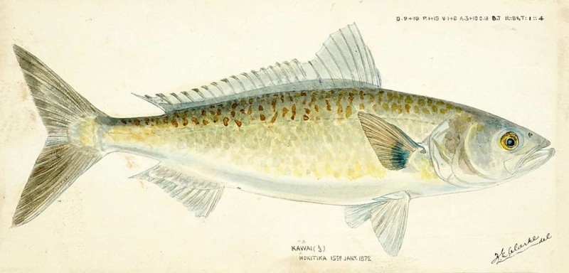 Australian salmon, Arripis trutta, Australian salmon, fish, reproduction of an original, by Frank Edward Clarke (born 1849, died 1899), ichthyologist and scientific draughtsman