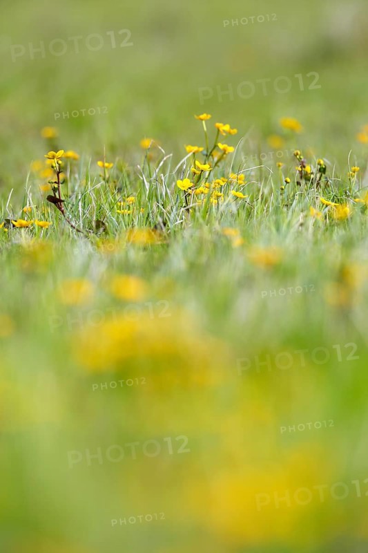 Marsh marigold (Caltha palustris), flowers of wetland biotopes, yellow flower, Flusslandschaft Peenetal nature park Park, Mecklenburg-Western Pomerania, Germany, Europe