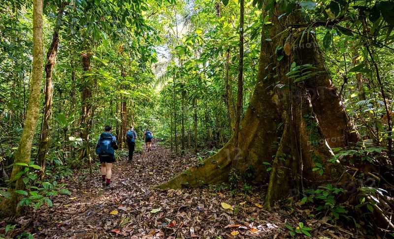 Tourists hiking on a trail through the tropical rainforest, Corcovado National Park, Osa, Puntarena Province, Costa Rica, Central America