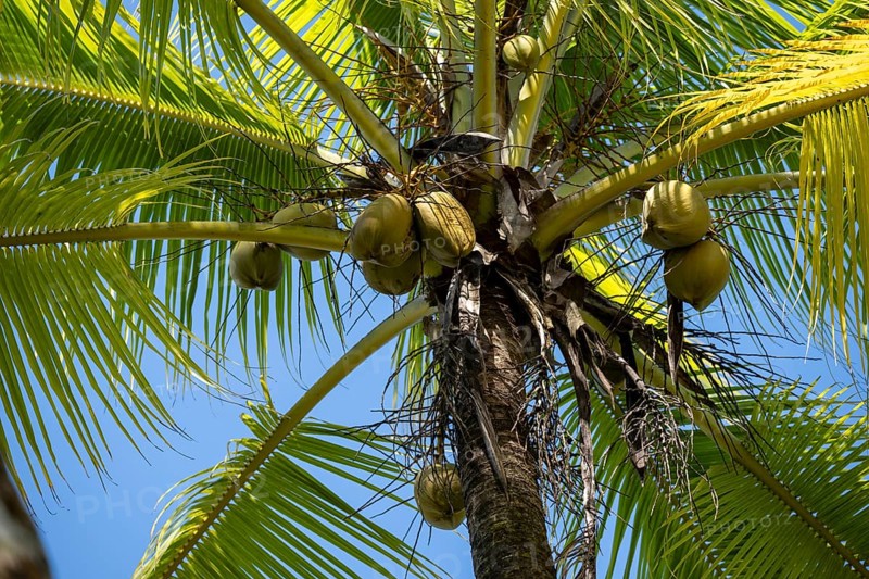 Coconuts on a coconut palm (Cocos nucifera), Puntarenas province, Costa Rica, Central America